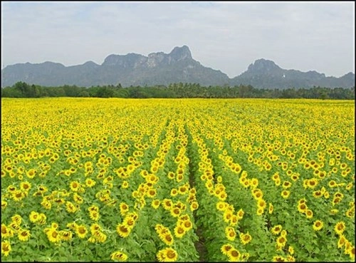 Lopburi - vùng đất của hoa mặt trời tại thái lan - 9