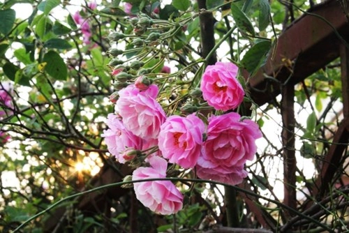 Ngất ngây với vẻ đẹp của giống hồng cổ châu âu ở sapa - 9