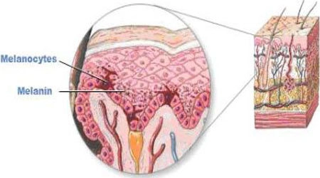 Nhau thai cừu hồi sinh và tái tạo da bị nám - 2