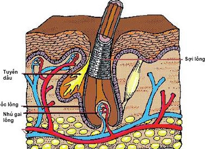 Những điều cần biết về triệt lông ipl - 1