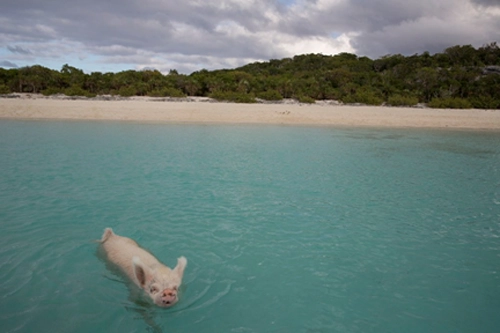Nơi lợn biết bơi giỏi xin ăn du khách - 3