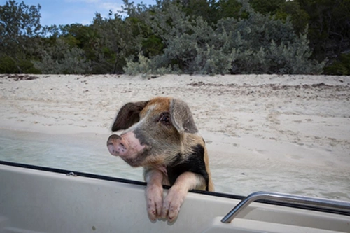 Nơi lợn biết bơi giỏi xin ăn du khách - 4