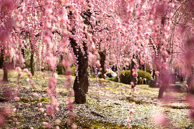 Sakura - loài hoa mang linh hồn võ sĩ đạo - 3