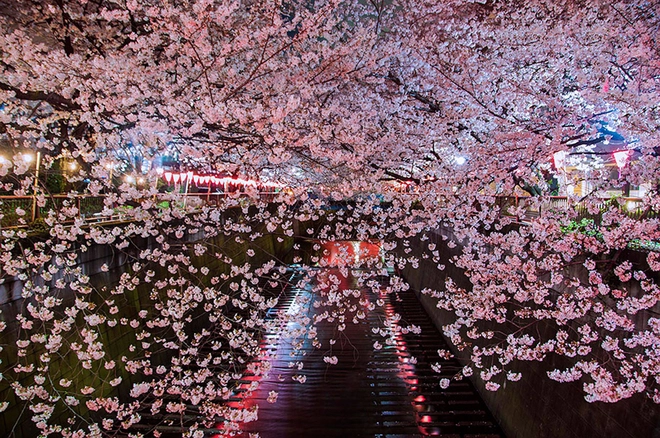 Sakura - loài hoa mang linh hồn võ sĩ đạo - 4
