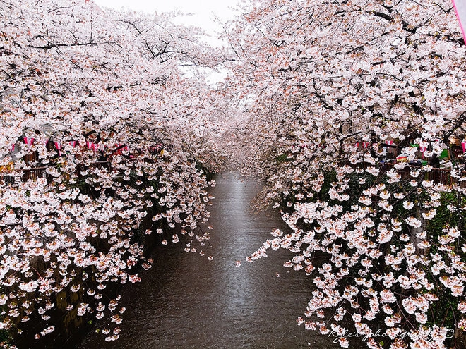 Sakura - loài hoa mang linh hồn võ sĩ đạo - 6
