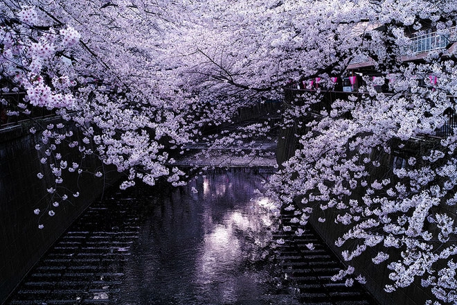 Sakura - loài hoa mang linh hồn võ sĩ đạo - 10