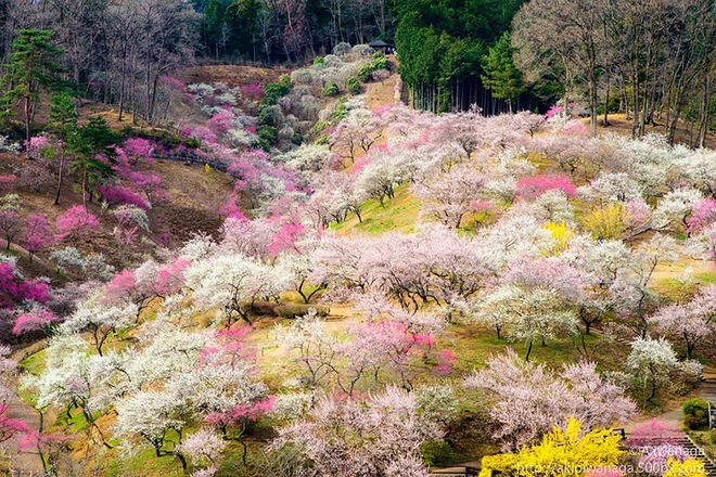 Sakura - loài hoa mang linh hồn võ sĩ đạo - 12