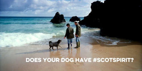 Scotland thuê chó làm đại sứ du lịch - 1