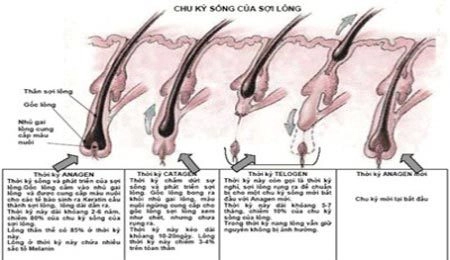 Triệt lông vĩnh viễn ipl thế hệ mới - 2