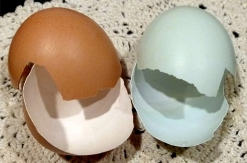 Trứng gà vỏ nâu và vỏ trắng loại nào tốt hơn - 2