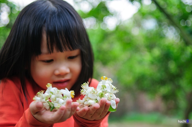 Vẻ đẹp tinh khiết của hoa bưởi hoa chanh - 3