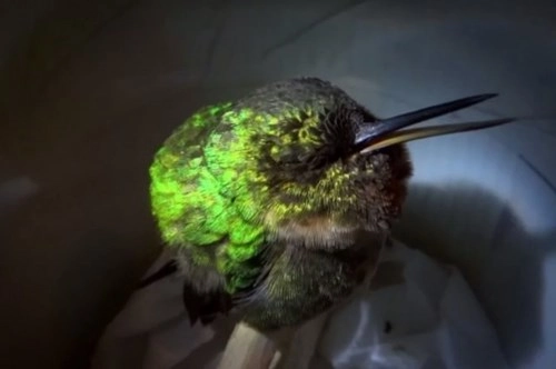Video xem chim ruồi ngáy khò khò như con người - 1