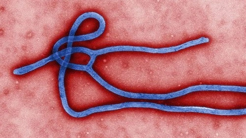 Virút ebola đang biến thể trở nên khó chữa - 1