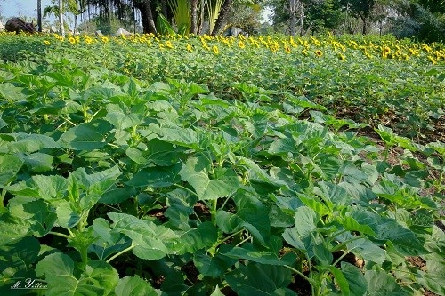Vườn hoa hướng dương khoe sắc vàng rực ở đồng nai - 7
