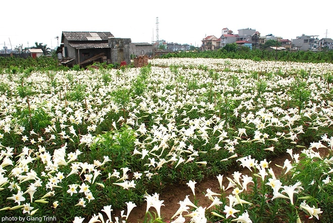 Vườn hoa loa kèn nở bung trắng muốt - 1