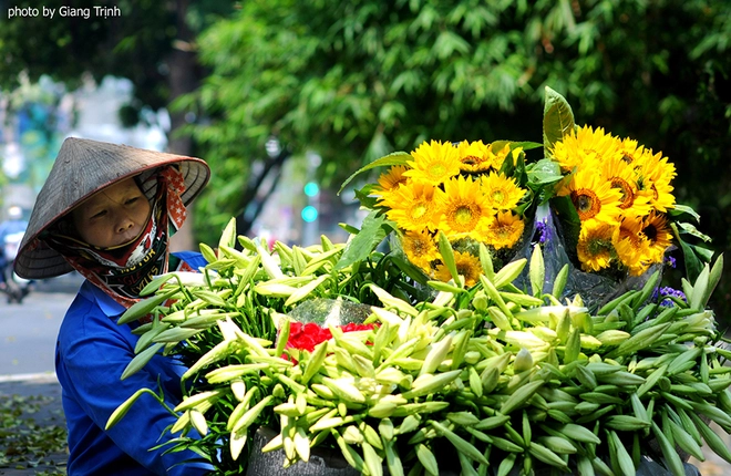 Vườn hoa loa kèn nở bung trắng muốt - 7