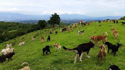 Vương quốc của chó ở costa rica - 2