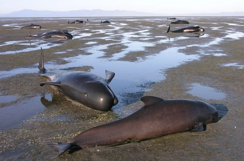 39 cá voi chết vì mắc cạn ở new zealand - 1