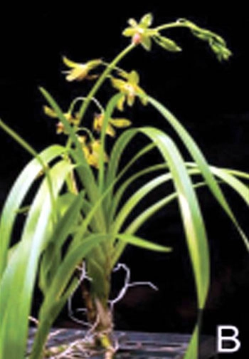 8 loài lan mới của việt nam - 1