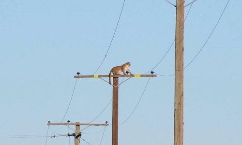 Báo sư tử vắt vẻo trên cột điện cao 10 mét - 1