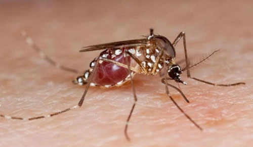 Biến đổi giới tính của muỗi để ngăn sốt xuất huyết - 1