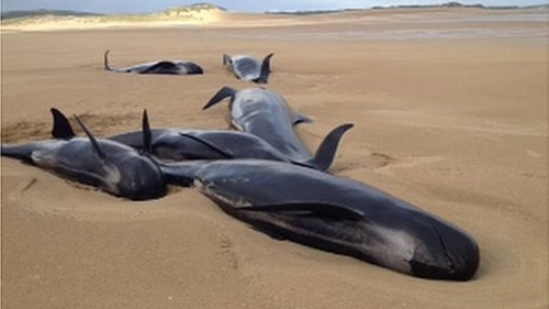 Cá voi chết vì mắc cạn ở ireland - 1