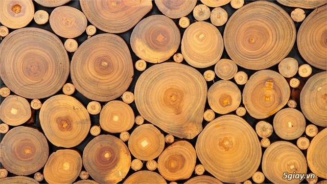 Các nhà khoa học tìm ra cách biến gỗ thành thức ăn - 1