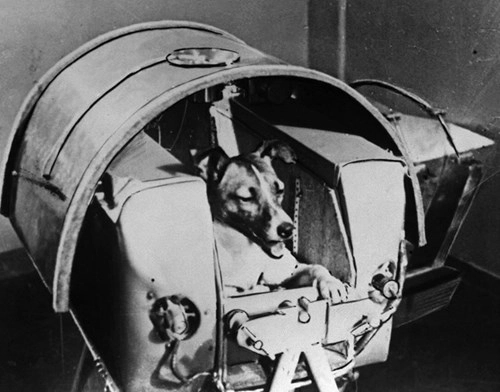Câu chuyện buồn về laika - chú chó đầu tiên bay vào vũ trụ - 1