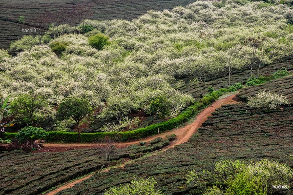 Chào đón xuân giáp ngọ bằng một chuyến đi - 7