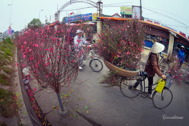 Chợ hoa đào quảng bá nhộn nhịp ngày giáp tết - 1