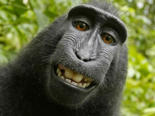 Chú khỉ tự chụp ảnh được đòi hộ bản quyền - 1