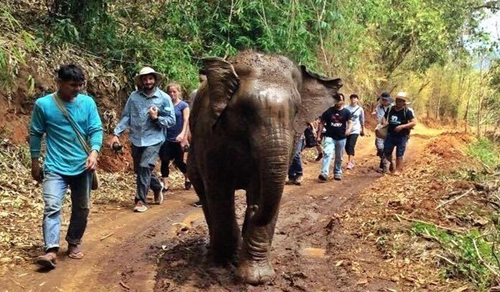 Cuộc gặp cảm động của voi con bị bắt làm du lịch và mẹ - 1