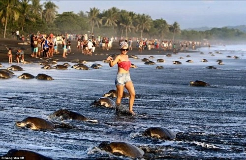 Du khách khiến rùa biển sợ không dám đẻ - 1