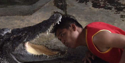 Đưa đầu vào miệng cá sấu để hút khách du lịch - 1
