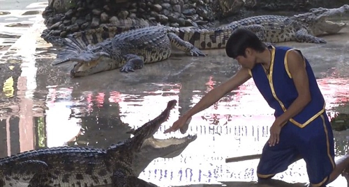 Đưa đầu vào miệng cá sấu để hút khách du lịch - 2