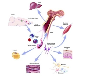 Giải phái mới cho bệnh rụng tóc - 2