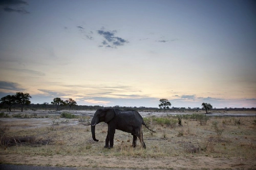 Hàng chục con voi chết vì trúng độc - 1