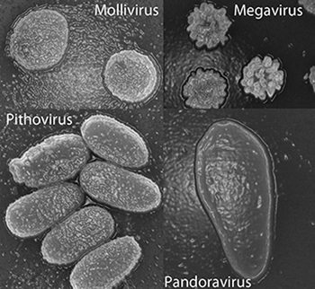 Hôi sinh virus cổ đại 30000 năm tuôi - 2