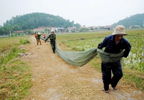 Hương đồng quê trong vị châu chấu rang - 1