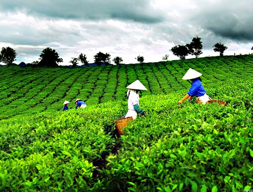 Hương sắc xứ trà tại festival lần thứ 2 - 1