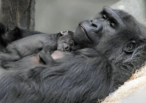 Khỉ đột mới sinh quấn quýt bên mẹ - 1
