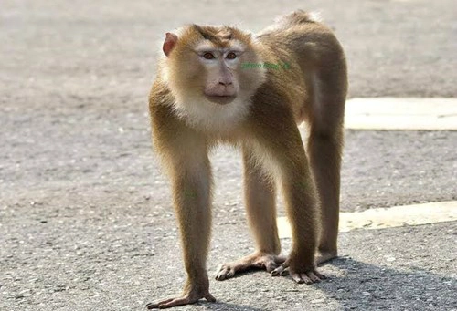Khỉ đuôi lợn tấn công du khách ở bán đảo sơn trà - 1