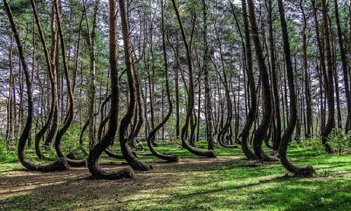 Khu rừng trăm cây uốn lượn một dáng ở ba lan - 1