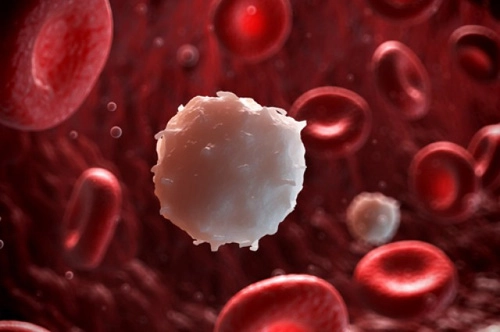 Liệu pháp khiến tế bào ung thư máu tiêu diệt lẫn nhau - 1