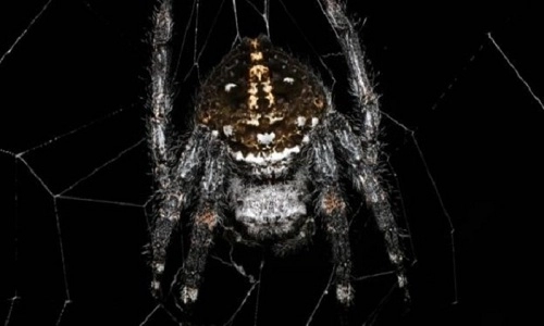 Mạng nhện lớn nhất thế giới có thể bắc qua một con sông - 1