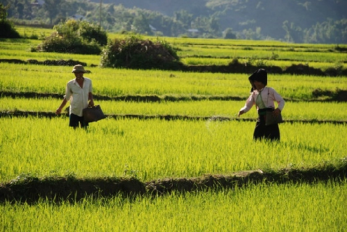 Mường thanh cánh đồng lớn nhất tây bắc - 2