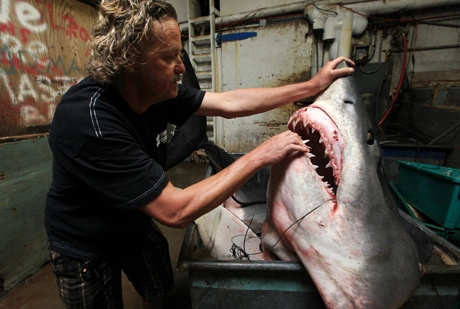 Ngư dân mỹ bắt được cá mập 600 kg - 1