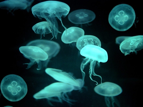 Những điều chưa biết về sứa - 1