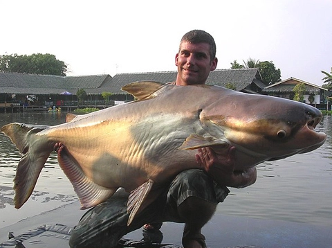 Những loài cá khổng lồ của sông mekong - 1