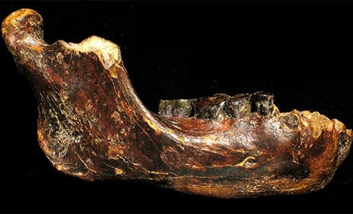 Phát hiện hóa thạch chủng người chưa được biết đến ở châu á - 1